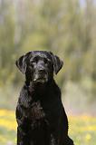 LABRADOR 1000
